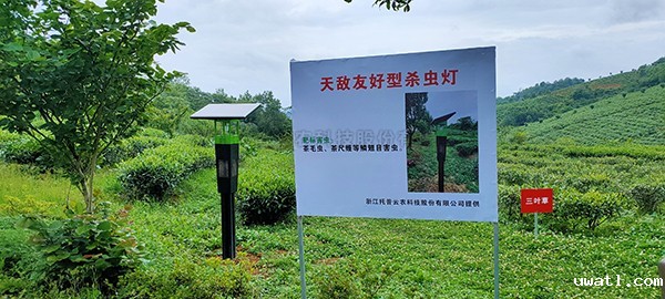 茶园 “美人计”绿色灭虫害 干净黔茶托普用心呵护