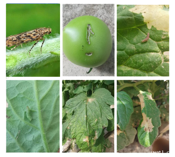 粘虫板上的番茄潜叶蛾怎么数？一拍就知道！