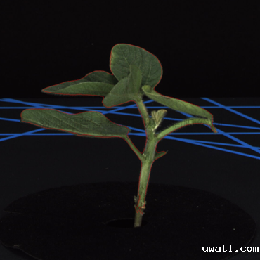 大豆二维图-植物识别分割