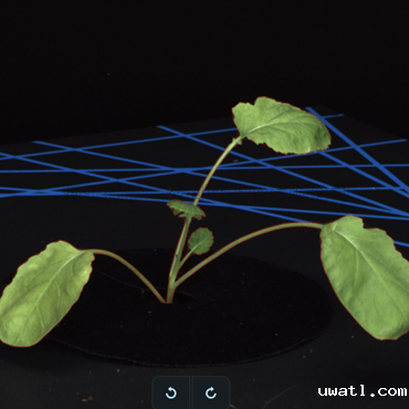 油菜二维-植物识别分割