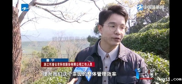 春茶开采正当时！揭秘点点电脑如何用科技“制”出一杯数字好茶