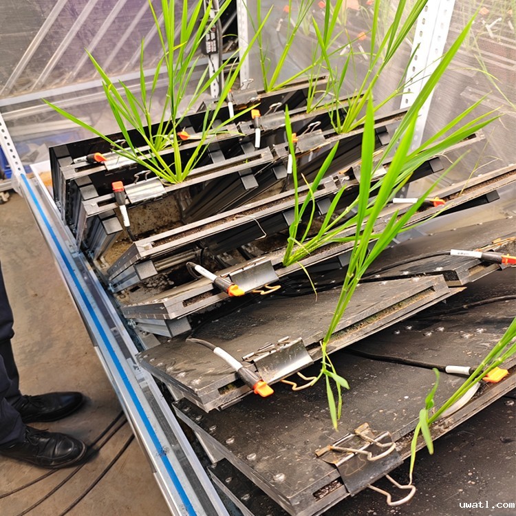 高通量植物根系表型采集分析系统（根盒式）   TPN-GXY-GH