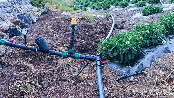 人参果园采用嵌片式滴灌模式 人参果园采用嵌片式滴灌模式