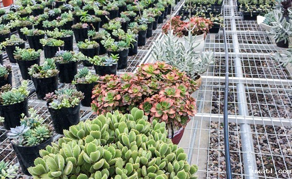 多肉种植区