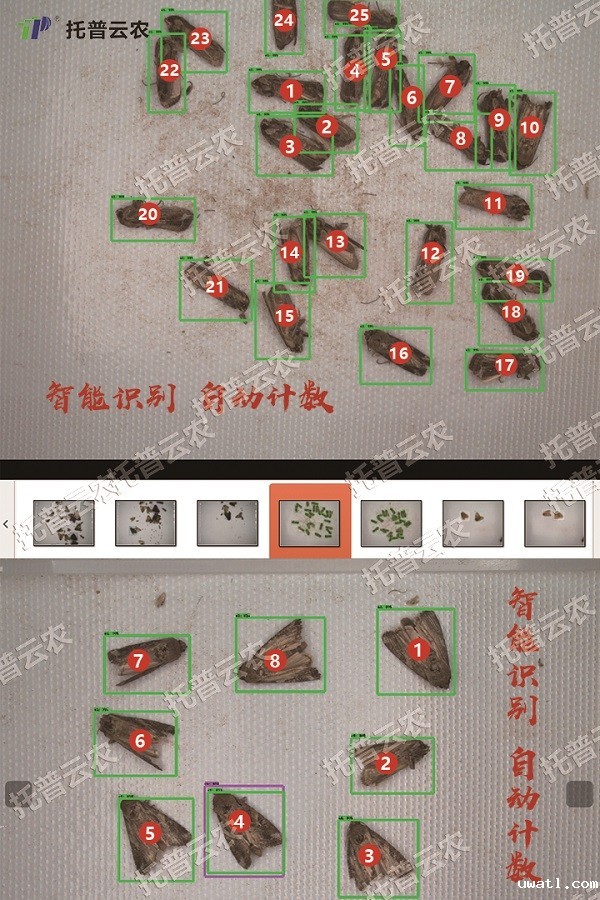 草地贪夜蛾的自动识别和计数
