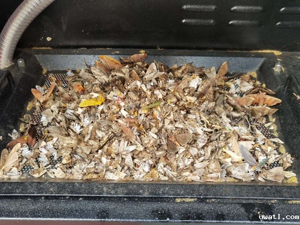机器诱捕烘干后的虫体（部分）