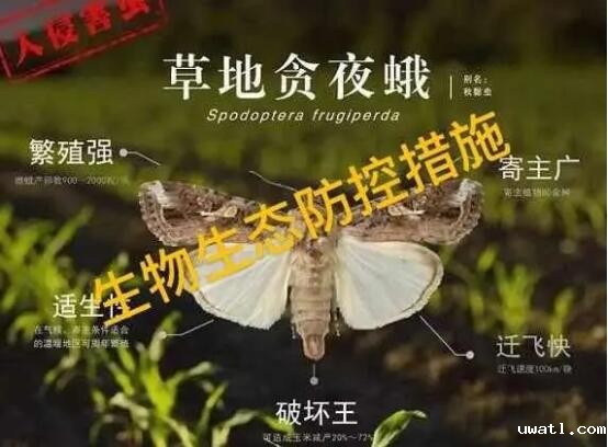 草地贪夜蛾
