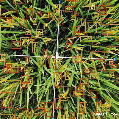 水稻亩穗数测量