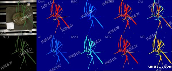 1723009909678710.jpg 逆境模拟及植物生长监测平台-高光谱成像与指数分析结果.jpg