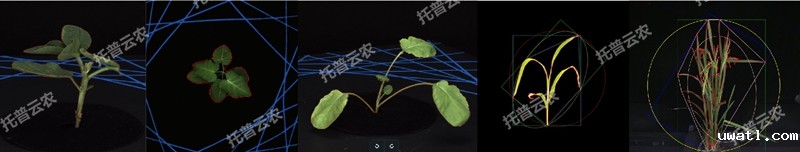 盆栽植物二维数字表型采集分析系统_副本.jpg