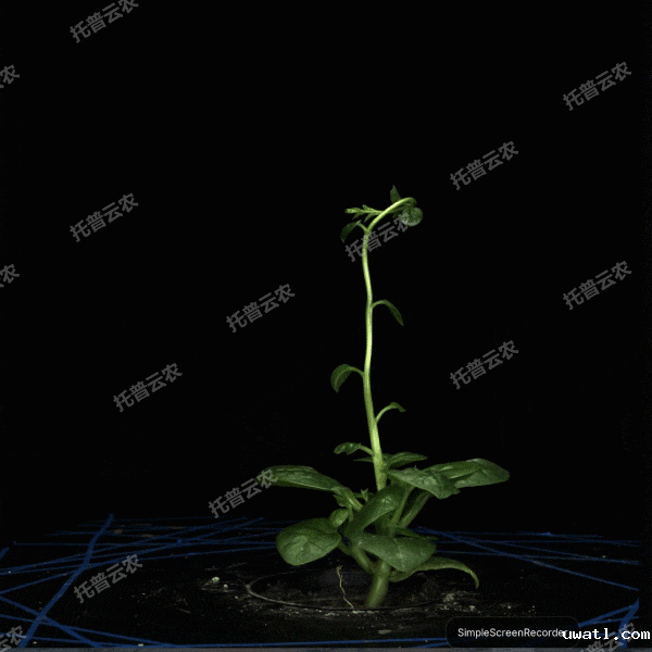 1723434903345075.gif 合成 3_13.gif